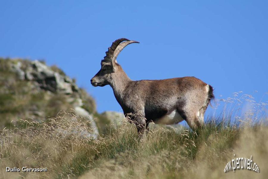 02 Stambecco al Passo di Salmurano.jpg